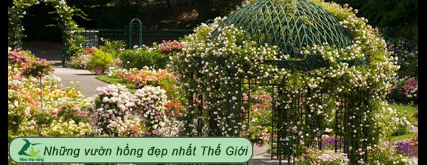 Những vườn hồng đẹp nhất Thế Giới