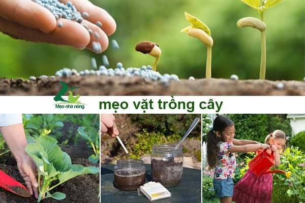 meo-vat-trong-cay