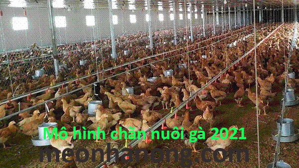 Chương trình chăn nuôi gà thịt công nghiệp Cargill Việt Nam