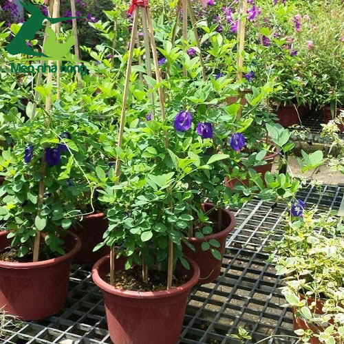cách trồng hoa đậu biếc