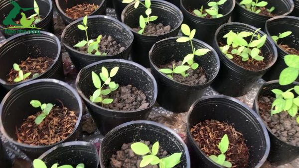 cách trồng hoa đậu biếc