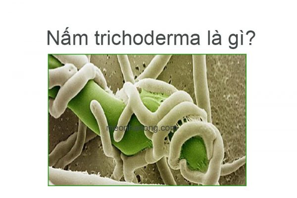 Nấm-trichoderma-là-gì