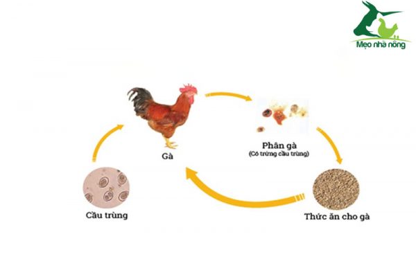 Đường lây truyền bệnh cầu trùng ở gà