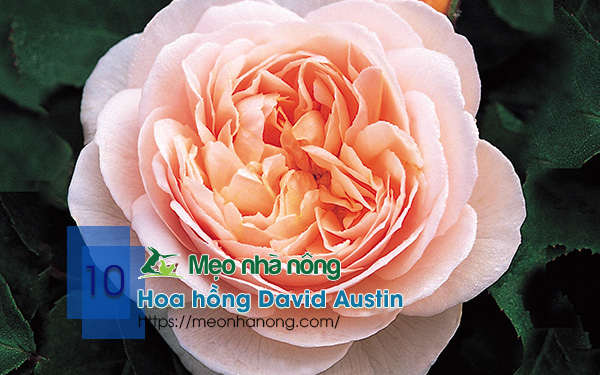 10-Hoa-hồng-David-Austin