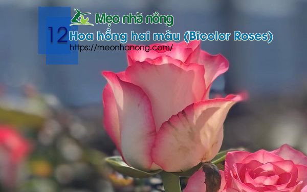 12-Hoa-hồng-hai-màu-(Bicolor-Roses)