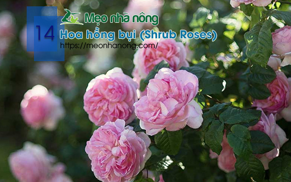 14-Hoa-hồng-bụi-(Shrub-Roses)