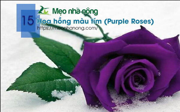 15-Hoa-hồng-màu-tím-(Purple-Roses)