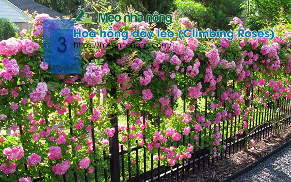 3-Hoa-hồng-dây-leo-Climbing-Roses