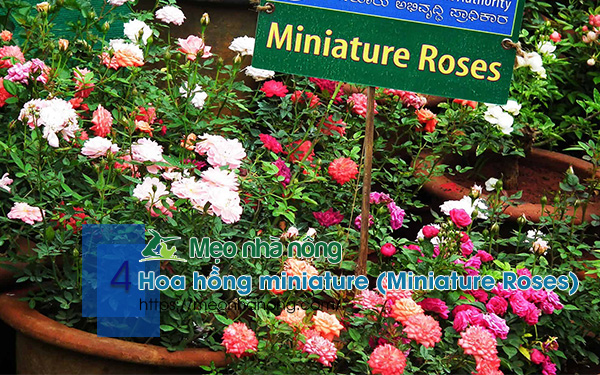 4-Hoa-hồng-miniature-Miniature-Roses