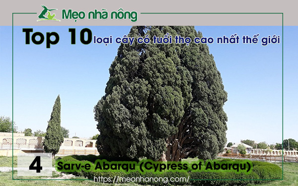 4-Sarv-e-Abarqu-(Cypress-of-Abarqu)