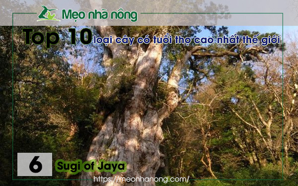 6-Sugi-of-Jaya