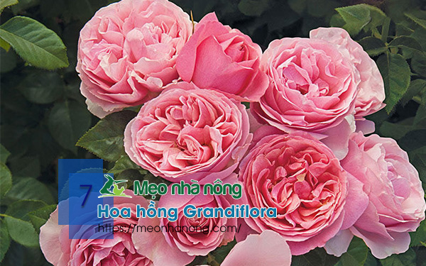 7-Hoa-hồng-Grandiflora
