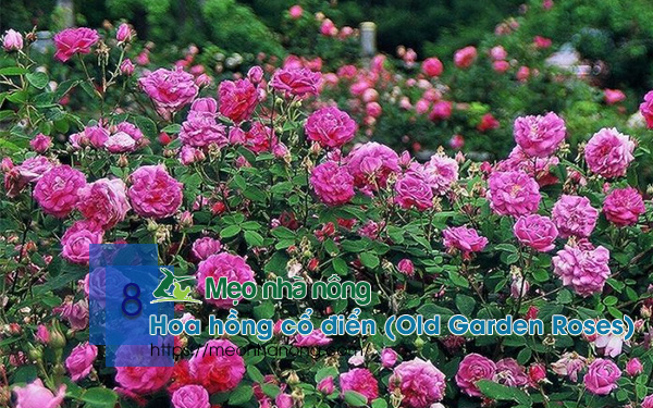 8-Hoa-hồng-cổ-điển-(Old-Garden-Roses)