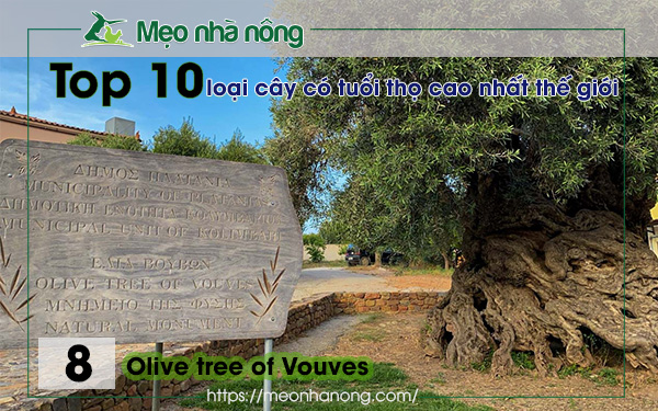 8-Olive-tree-of-Vouves