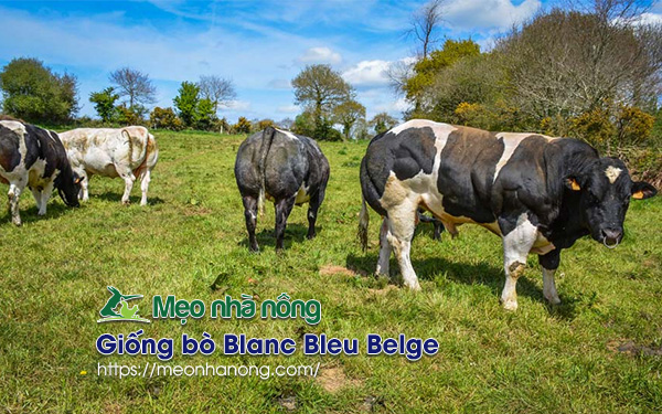 Giống-bò-Blanc-Bleu-Belge