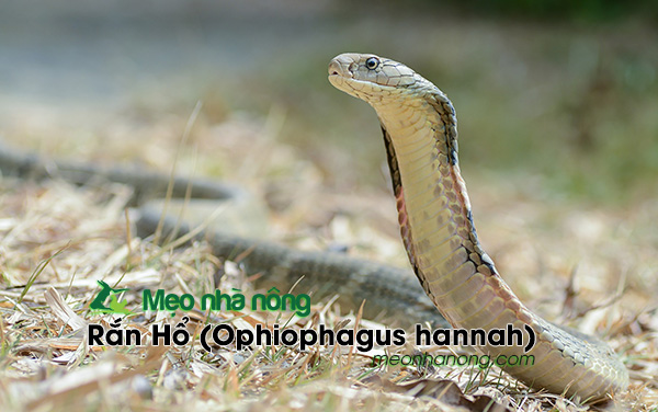 Rắn-Hổ-(Ophiophagus-hannah)