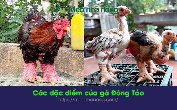 đặc-điểm-của-gà-đông-tảo