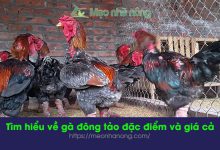 tìm-hiểu-về-gà-đông-tảo