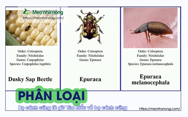 phan-loại bọ cánh cứng
