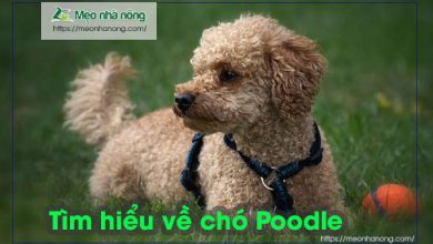 Tìm-hiểu-về-chó-Poodle