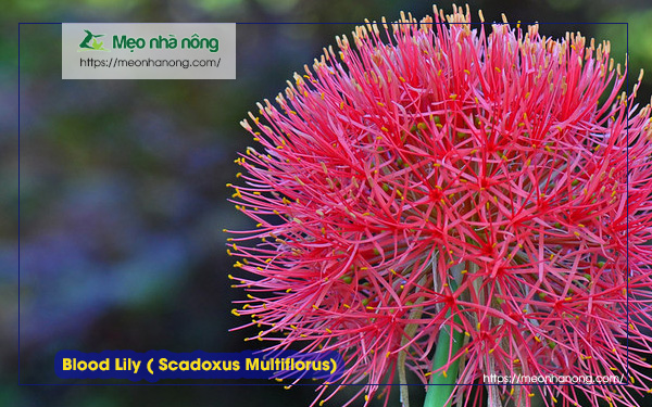 Blood-Lily-(-Scadoxus-Multiflorus)